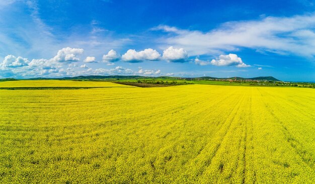 Panorama des champs avec une plante dans une vallée sur fond de village et de ciel en Bulgarie