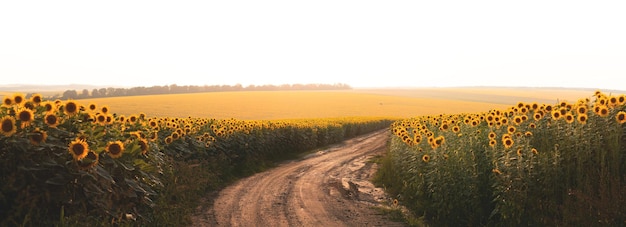 Panorama de champs de tournesol Chemin de terre sur un champ de tournesols en fleurs