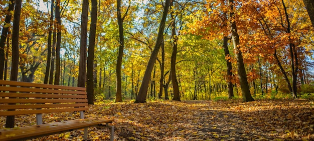 Panorama coloré du parc d'automne, banc moderne aux couleurs vives, atmosphère relaxante. Feuilles d'automne dorées