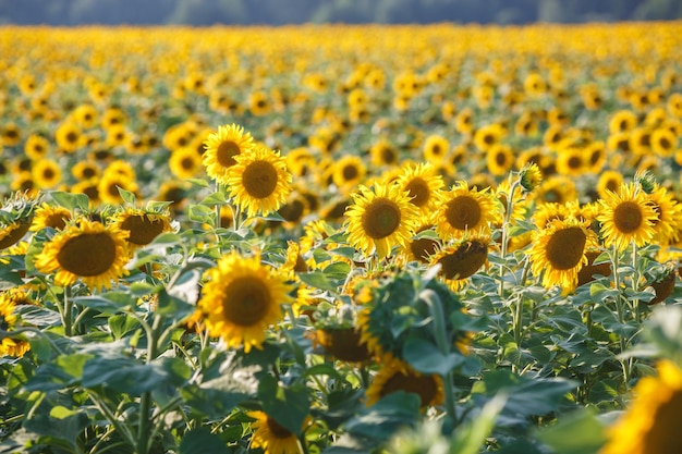 Panorama dans le champ de tournesols en fleurs en journée ensoleillée