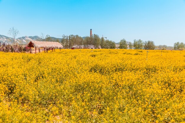 Panorama du champ fleuri, colza jaune