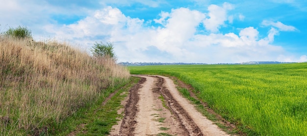 Panorama du champ de printemps avec une végétation verte et un large chemin de terre sur le terrain.