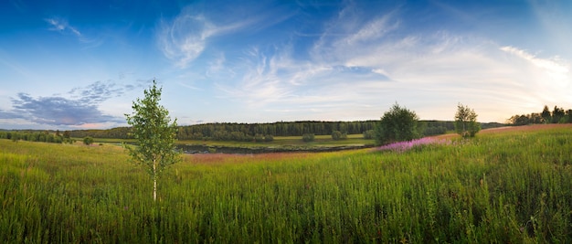 Panorama du champ vert avec un arbre sur fond de ciel bleu