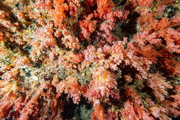 Photo panorama du paysage sous-marin de la paroi de corail doux d'alcyonarian