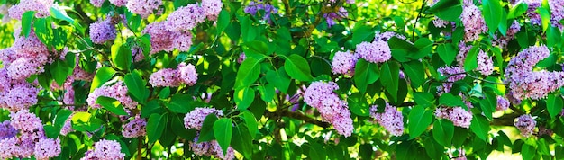 Un panorama ensoleillé amusant avec du lilas violet