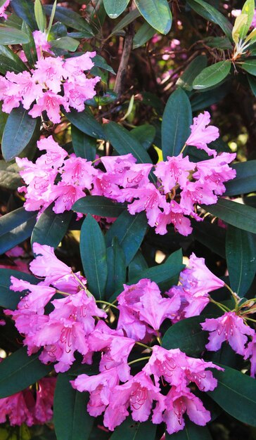 Panorama fabuleux avec des rhododendrons roses dans les rayons du soleil printanier