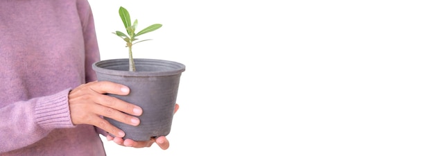 Panorama des femmes tenant des fleurs d'Adenium en pot sur fond blanc Plante de croissance petit arbre avec espace libre pour les soins écologiques ProtectEnvironment arbor day card for world earth dayconservation concept