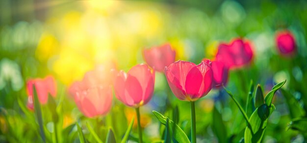 Panorama de fleurs de tulipes en fleurs lumineuses pour le printemps, la nature, l'amour majestueux, une scène de printemps naturelle incroyable