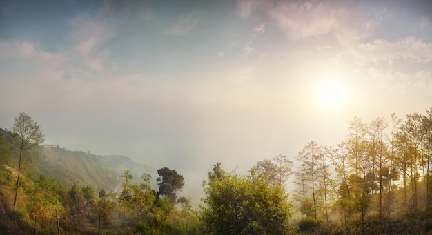 Panorama de la forêt au Népal