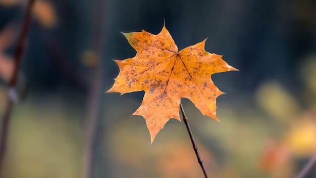 Panorama de la forêt d'automne avec des troncs d'arbres sombres et des feuilles colorées sur les arbres. Forêt d'automne