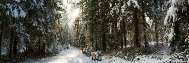 Panorama de la forêt d'hiver après la première neige hivernale