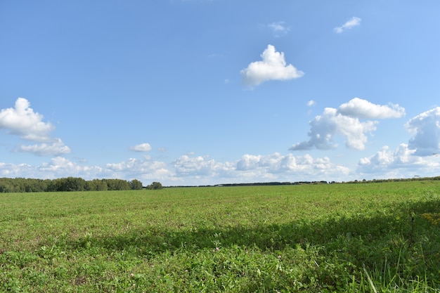 Panorama de grand champ et de nuages