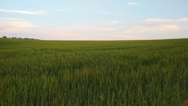 Panorama de grand champ et de nuages