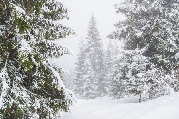 panorama de grands sapins recouverts de neige poussent dans la forêt en journée glaciale d'hiver