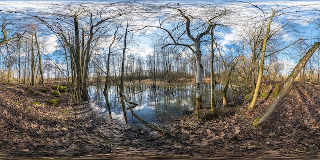 Panorama hdri sphérique complet et harmonieux vue à 360 degrés parmi les buissons de la forêt près du marais dans la projection équirectangulaire prêt contenu de réalité virtuelle VR AR