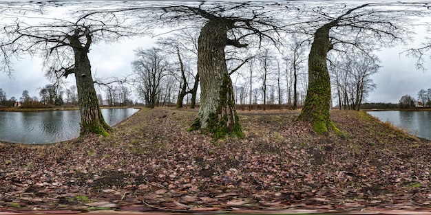 Panorama hdri sphérique complet et harmonieux vue à 360 degrés sur un sentier pédestre parmi une chênaie avec des branches maladroites près du lac en projection équirectangulaire avec un contenu VR AR prêt pour le zénith