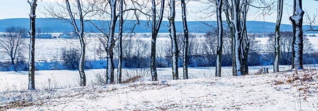 Panorama d'hiver avec des arbres enneigés au bord de la rivière, vue d'hiver