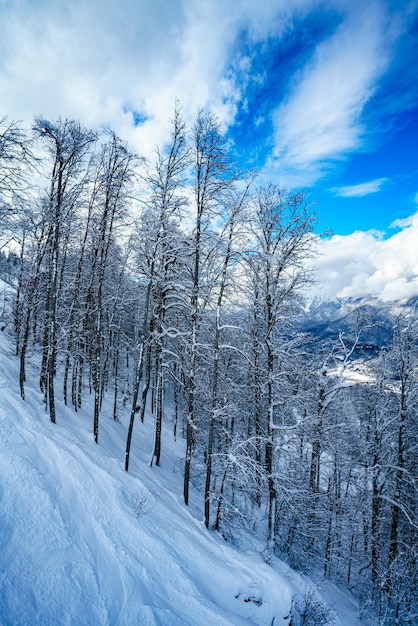 Panorama d'hiver de la forêt de montagne avec des sapins couverts de neige