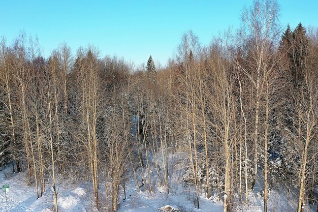 panorama hiver forêt paysage neige, vue saisonnière abstraite de la taïga, arbres couverts de neige