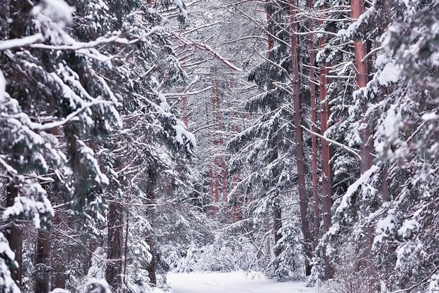 panorama hiver paysage forestier neige, vue saisonnière abstraite de la taïga, arbres couverts de neige