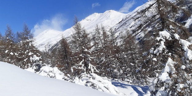 Panorama d'hiver paysage de montagne arbres forestiers recouverts de neige dans les alpes