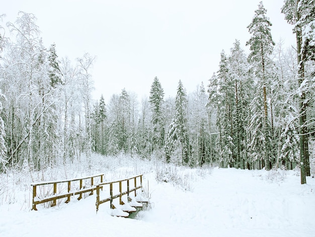 Panorama d'hiver Route forestière enneigée arbres gelés Petit pont en bois avec une balustrade sur un ruisseau forestier