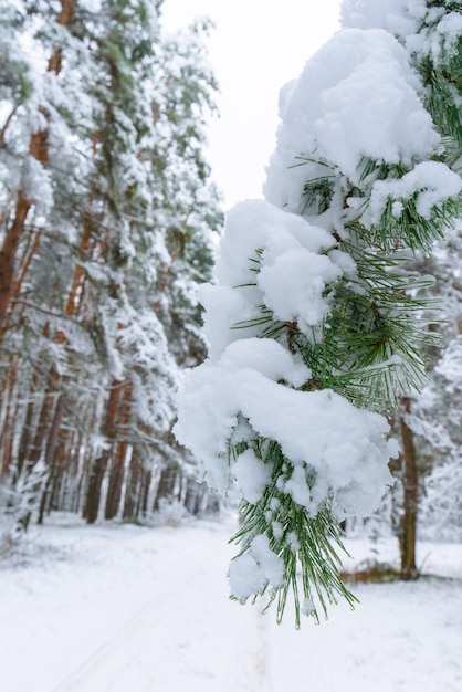 Panorama hivernal de la forêt parsemée de neige. branches de pin sous la neige. le fond est l'hiver.