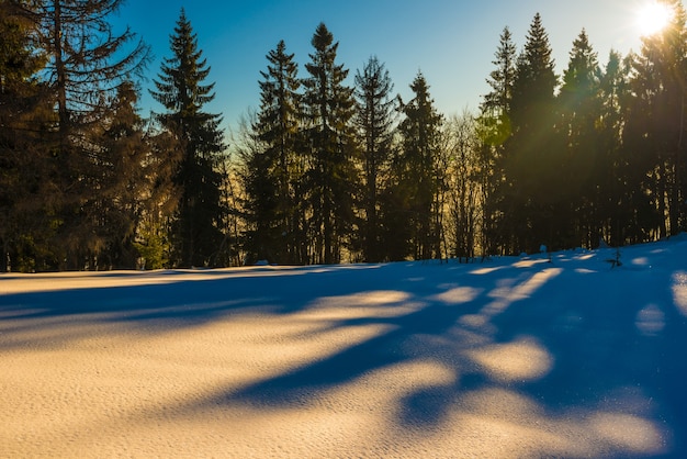 Panorama hivernal magique de la forêt de conifères