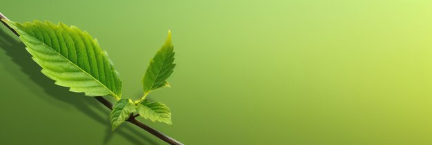 panorama minimaliste d'une feuille d'herbe médicinale stylisée contre un fond de gradient vert apaisant