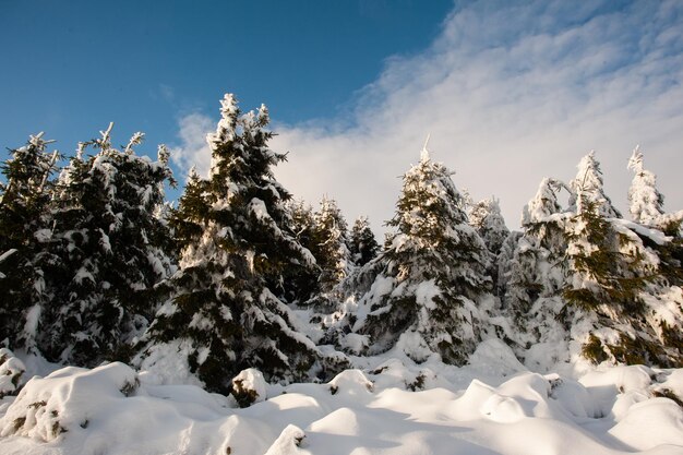 Panorama des montagnes enneigées, de la neige et des nuages à l'horizon