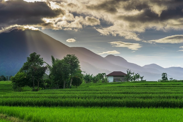 Panorama de la nature des rizières vertes et des montagnes dans la campagne indonésienne avec le lever du soleil