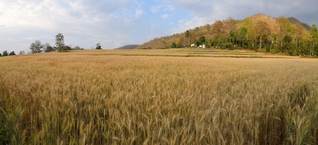 Panorama, l'orge dans la ferme jaune d'or est magnifique et attend la récolte de la saison.