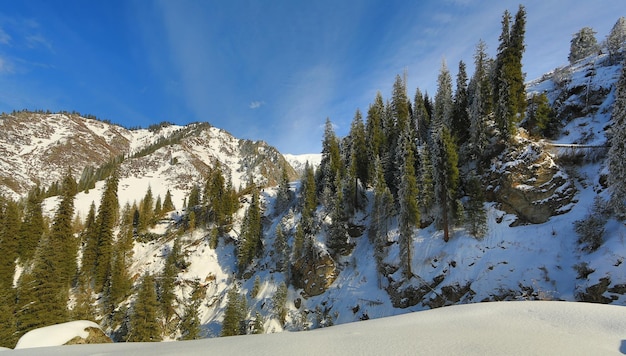 panorama d'un paysage de montagne avec des sapins enneigés