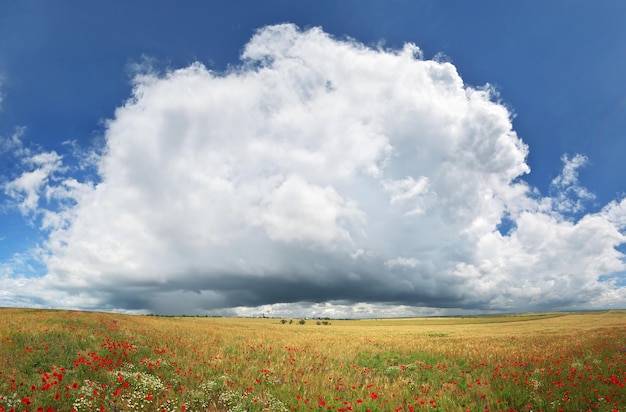 Panorama de prairie de blé et de pavot