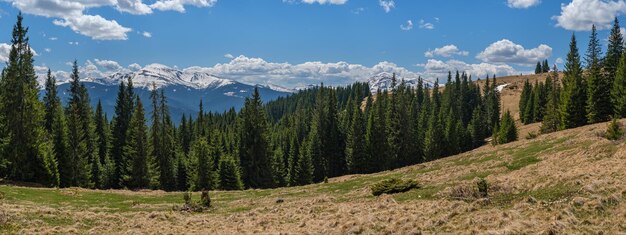 Panorama printanier du plateau des Carpates avec forêt de sapins sur la pente Ukraine