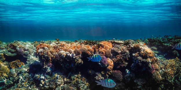 un panorama de récifs coralliens sous-marins sur la mer rouge