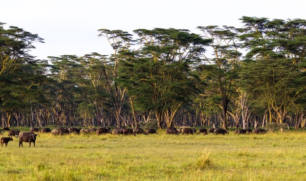 Panorama de la savane. Paysage avec buffle. Nakuru, Kenya.