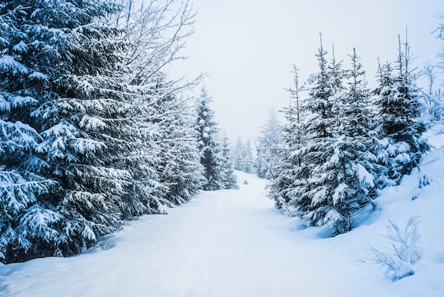 Photo panorama sévère envoûtant de grands sapins