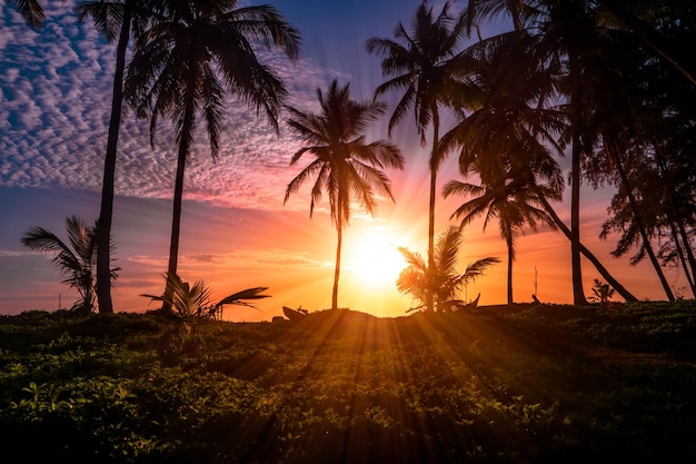 Panorama tropical de coucher du soleil avec des cocotiers