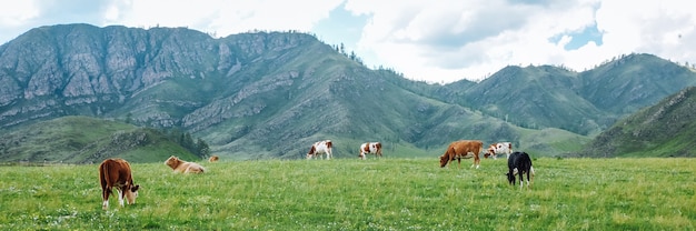 Panorama des vaches au pâturage dans les montagnes dans les prairies, beau paysage de pâturage