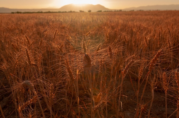 Panoramique d'un champ céréalier agriculture céréalière