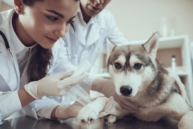 Pansement de la première aide vétérinaire en clinique