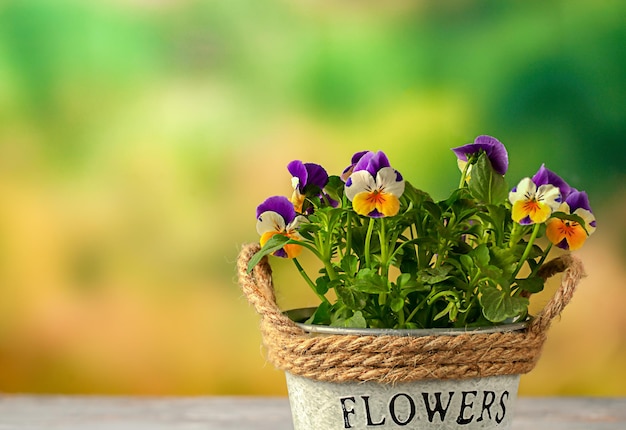 Pansies dans un pot de fleurs sur une table sur un fond de nature