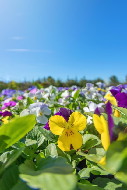 Pansy Flower Close Up, pensée violette jaune vif dans le jardin