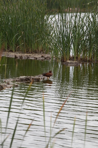 Photo pantanos de villa lima pérou observation des oiseaux marais marécageux tourisme tourisme hobbie