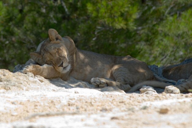 Photo panthera leo lion dangereux sauvage dans son habitat