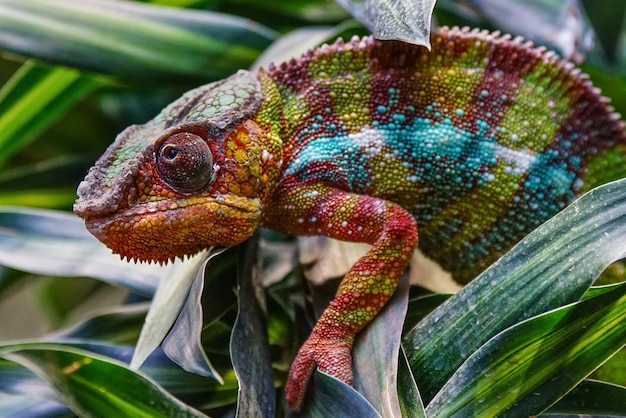 Photo panthère caméléon furcifer pardalis faune de madagascar