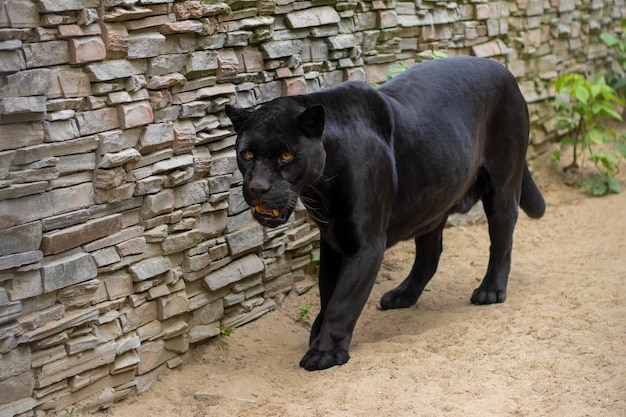 Panthère noire au zoo