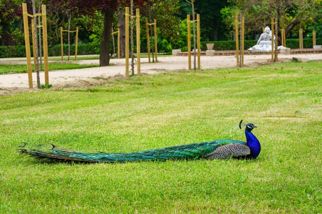 Paon allongé dans l'herbe verte d'un parc public