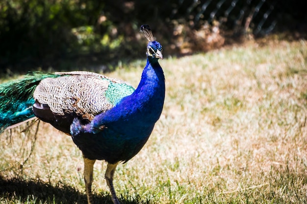 paon, beau paon aux plumes colorées